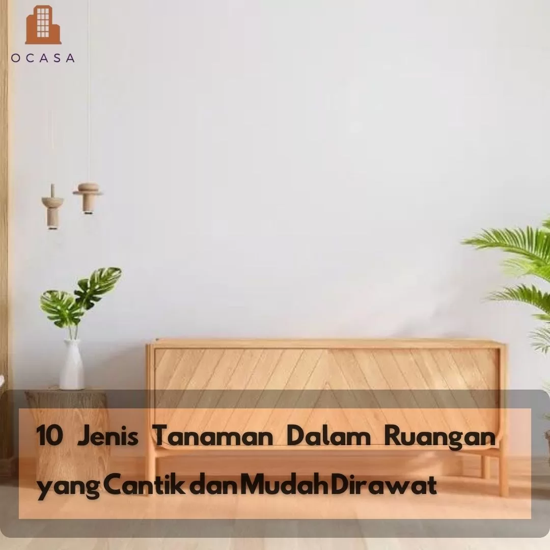 10 Jenis Tanaman Dalam Ruangan Yang Cantik Dan Mudah Dirawat Ocasa Co